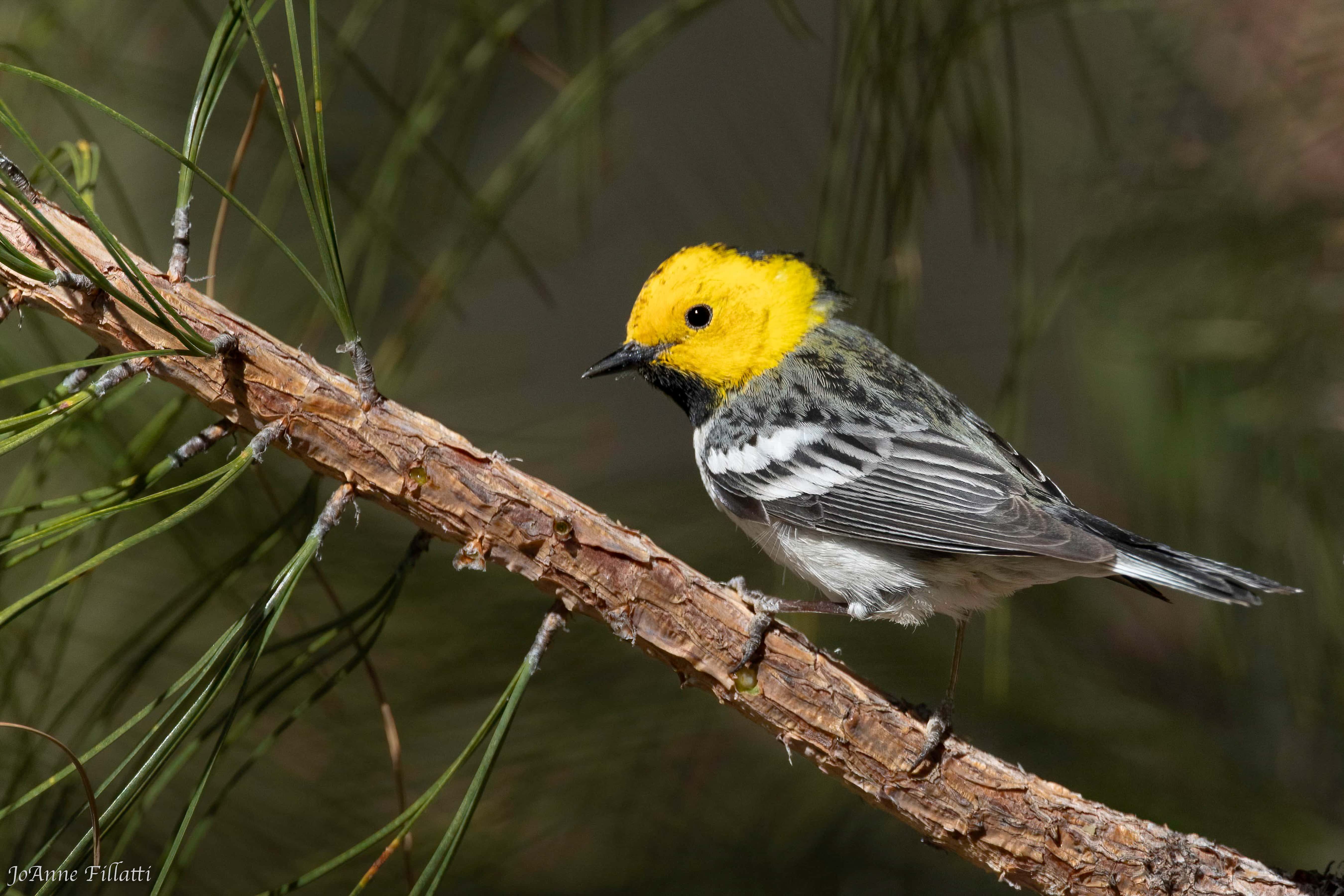 bird of arizona image 20